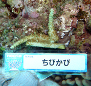 移植サンゴの写真