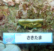 移植サンゴの写真