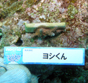 移植サンゴの写真