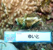 移植サンゴの写真