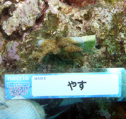 移植サンゴの写真