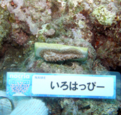 移植サンゴの写真