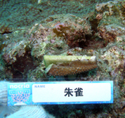 移植サンゴの写真