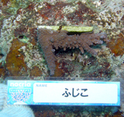 移植サンゴの写真