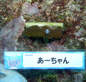 移植サンゴの写真