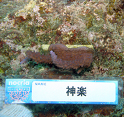 移植サンゴの写真