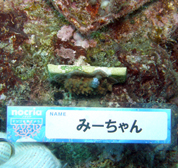 移植サンゴの写真