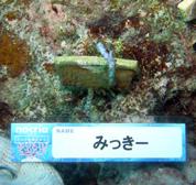 移植サンゴの写真