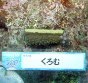 移植サンゴの写真