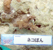 移植サンゴの写真