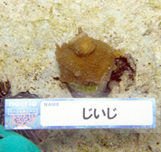 移植サンゴの写真