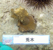 移植サンゴの写真