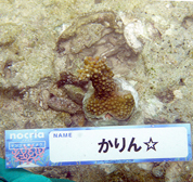 移植サンゴの写真