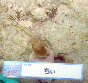 移植サンゴの写真