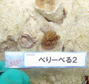 移植サンゴの写真