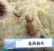 移植サンゴの写真