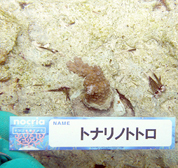 移植サンゴの写真