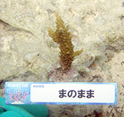 移植サンゴの写真