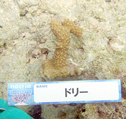 移植サンゴの写真