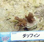 移植サンゴの写真