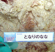 移植サンゴの写真