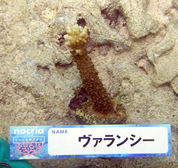 移植サンゴの写真