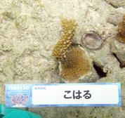 移植サンゴの写真