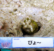 移植サンゴの写真