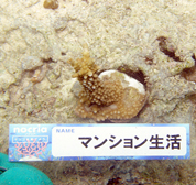移植サンゴの写真