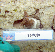 移植サンゴの写真