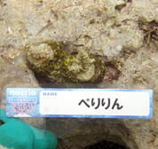 移植サンゴの写真