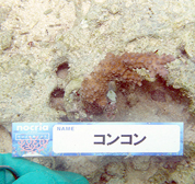 移植サンゴの写真