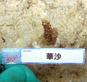 移植サンゴの写真