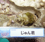 移植サンゴの写真