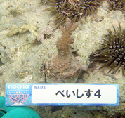 移植サンゴの写真