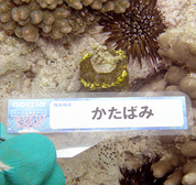 移植サンゴの写真