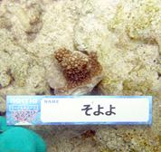 移植サンゴの写真