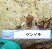 移植サンゴの写真