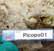 移植サンゴの写真