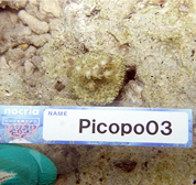 移植サンゴの写真