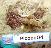 移植サンゴの写真