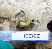 移植サンゴの写真