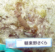 移植サンゴの写真