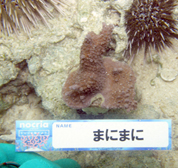 移植サンゴの写真