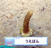 移植サンゴの写真