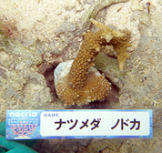 移植サンゴの写真