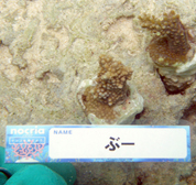 移植サンゴの写真