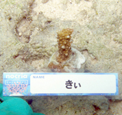 移植サンゴの写真