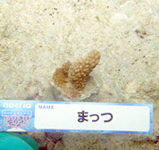 移植サンゴの写真