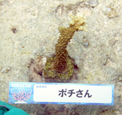 移植サンゴの写真